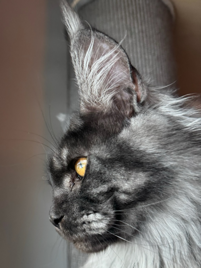 Chat Maine Coon gris aux yeux jaunes