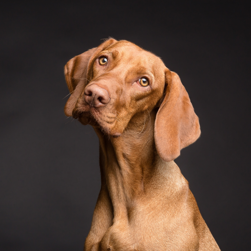 Chien braque hongrois à poil court