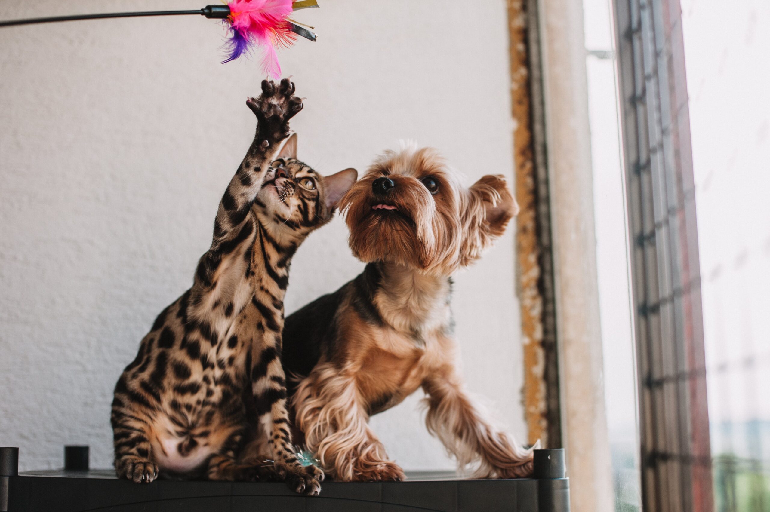 Un chat et chien qui jouent