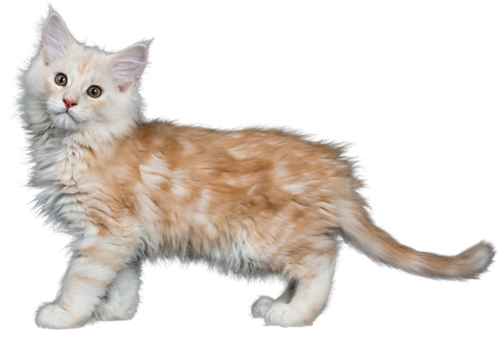 Chaton Maine Coon