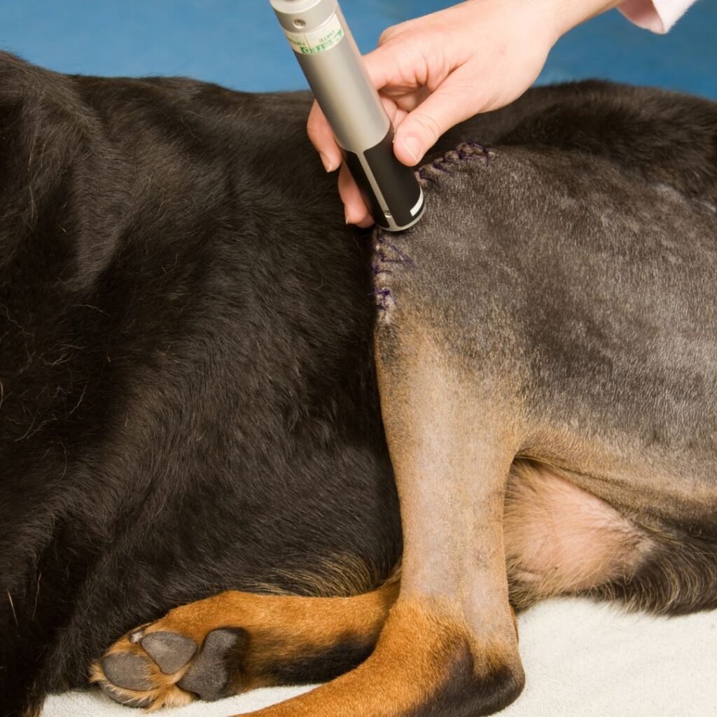 Thérapie laser sur une patte de chien