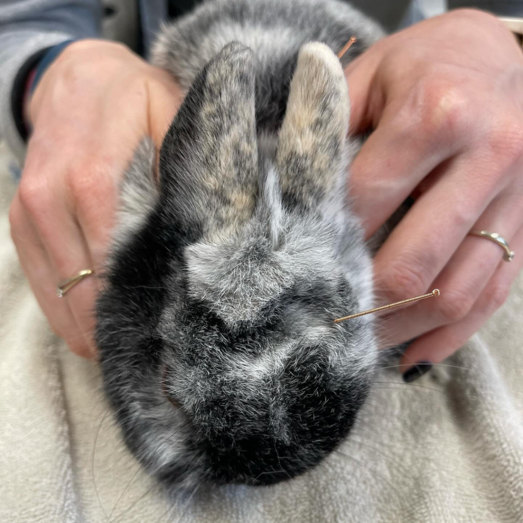 Acupuncture sur un lapin