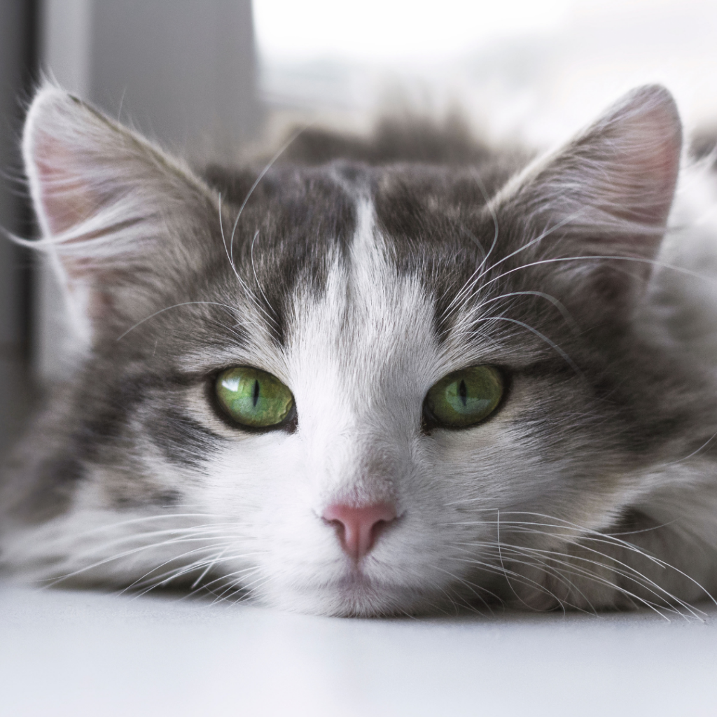 Chat à poil long gris et blanc aux yeux verts