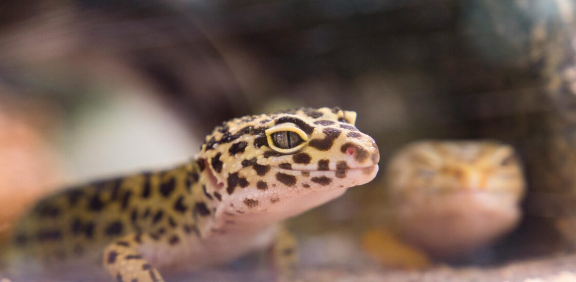 Gecko leopard