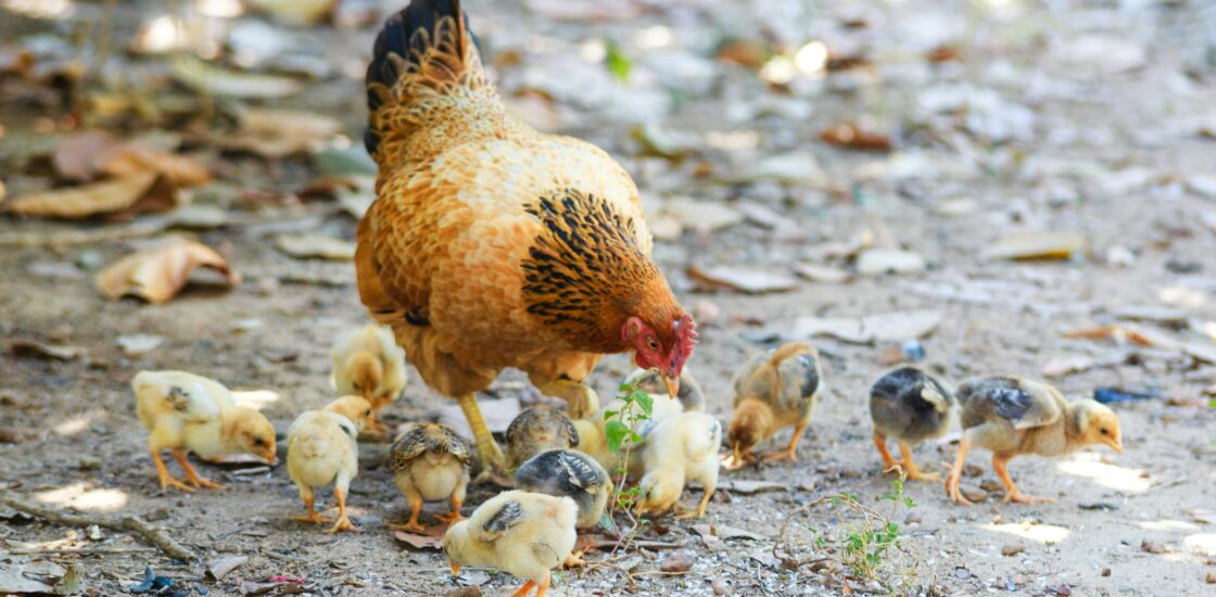 Poule avec des poussins