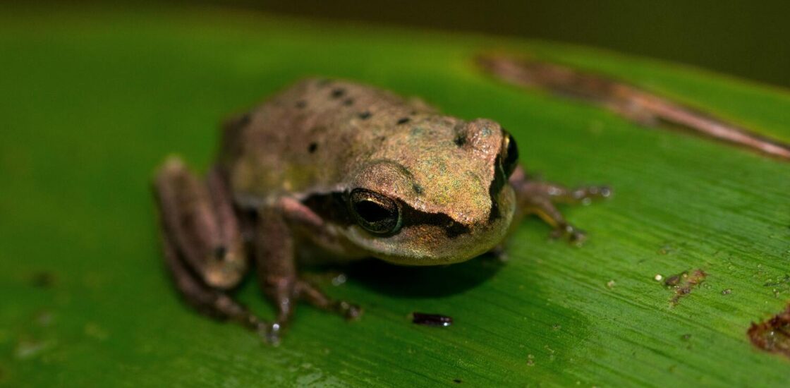 Grenouille rainette