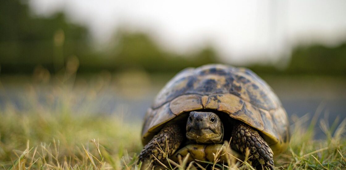 Tortue terrestre