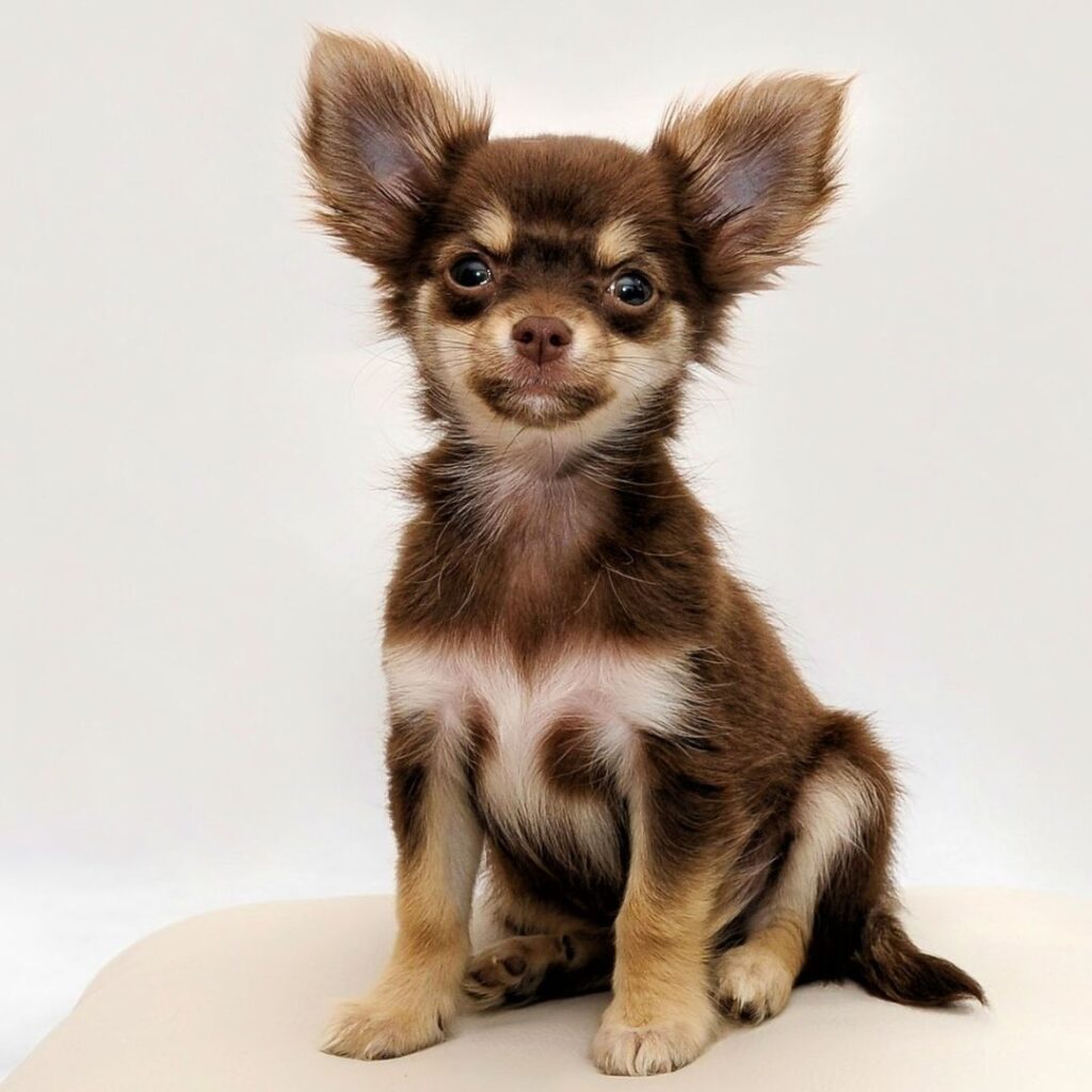 Photo d'un chihuahua