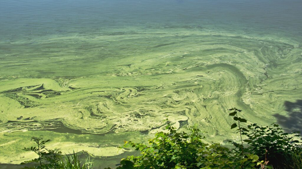 cyanobactéries dans un plan d'eau