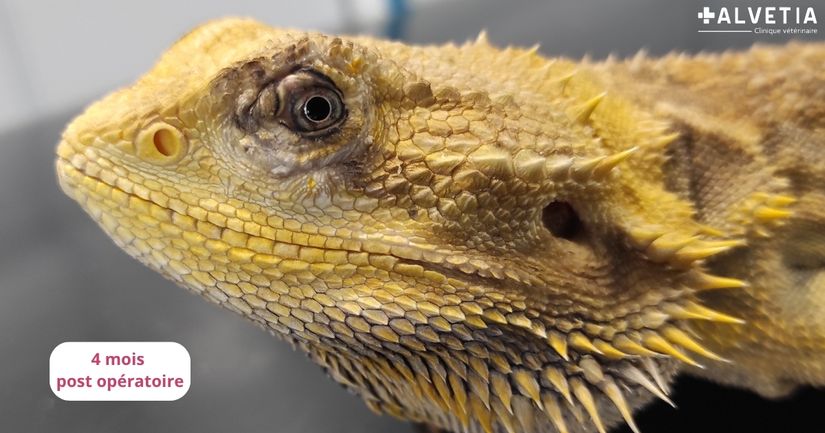 Photo d'un Pogona 4 mois post opératoire