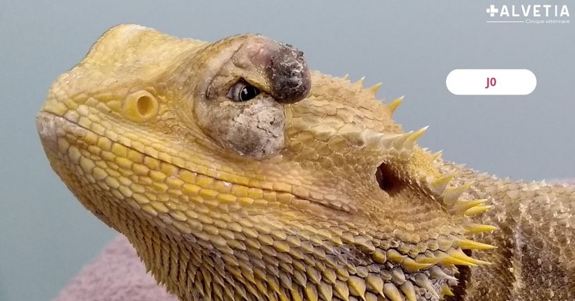 Photo d'un Pogona présentant plusieurs masses palpébrales non prurigineuses
