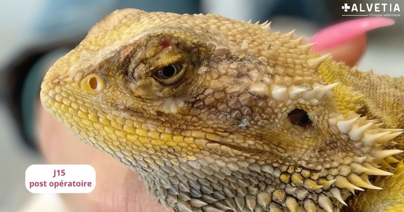 Photo d'un Pogona 15 jours post opératoire