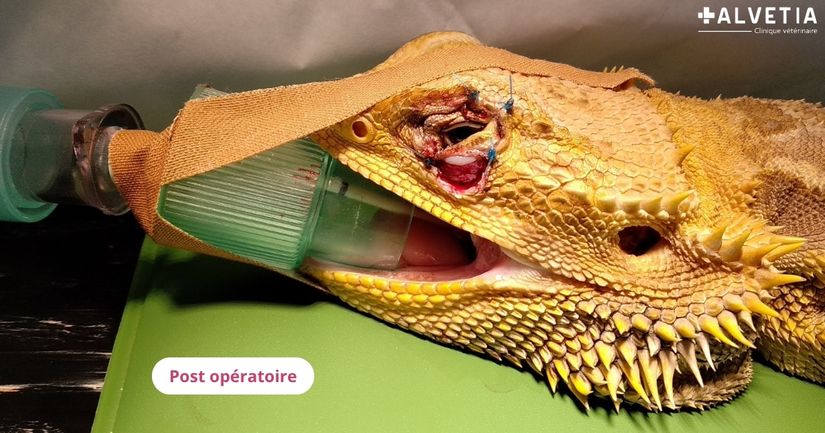Photo de l'oeil d'un Pogona après son opération