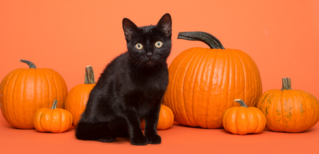 Nos conseils pour Halloween