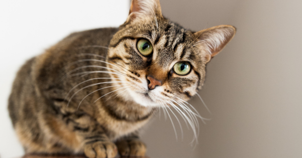 Image d'illustration d'un chat