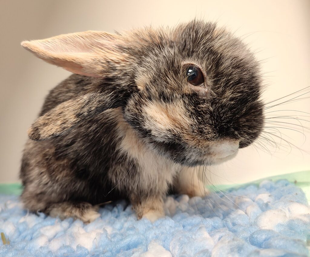 Un lapin atteint d'un torticolis