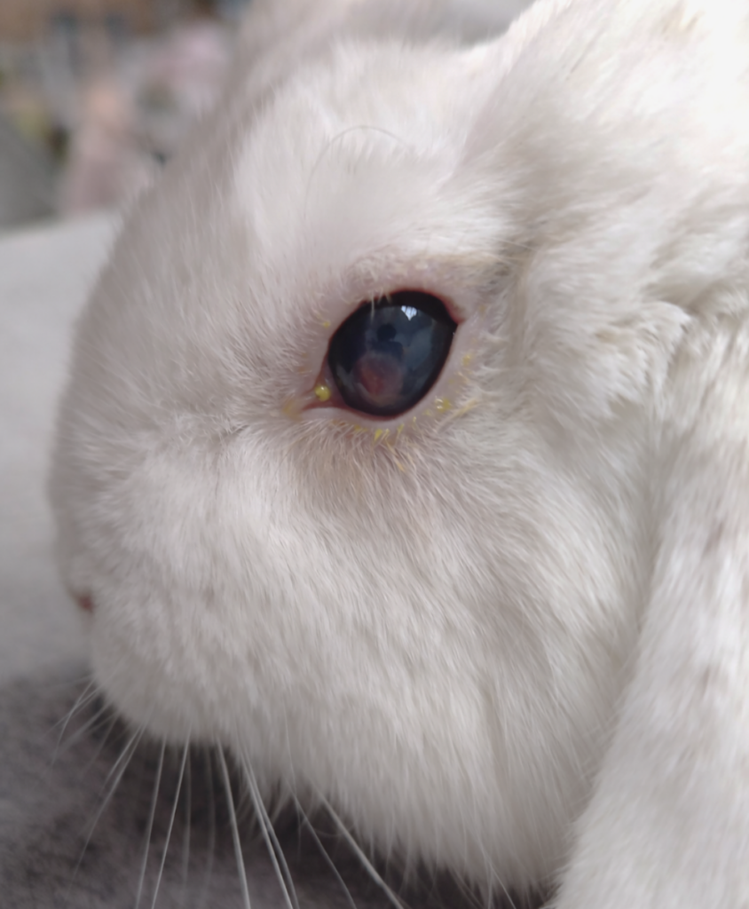 Un lapin atteint d'uvéite